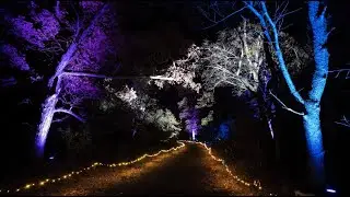 Forest of Lights