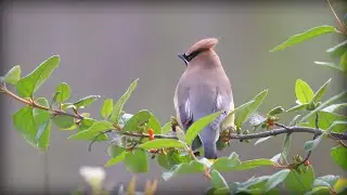Cedar Waxwing (Bombycilla cedrorum)