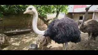 قطيع من النعام ماشاء الله