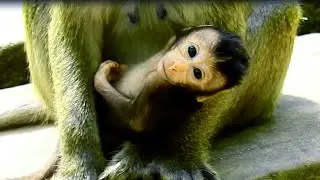 Very Unusual Monkey Dee Dee For Her First Baby Delena,Hugging& Holding Baby Forever, Care So Much