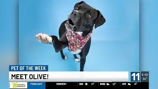 PET OF THE WEEK: Meet Olive!