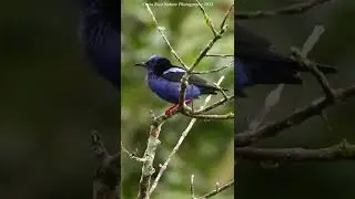 Gorgeous Red-legged Honeycreepers Feeding