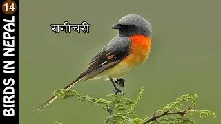 BIRDS IN NEPAL : EPISODE 14 !! ACM NEPAL !!