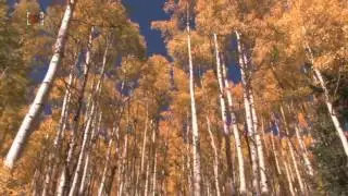 Seriously, Trees Are Moving West At A Really Fast Pace