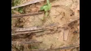 Macrotermes carbonarius trail