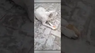 dog eating bread#dog #eating #bread