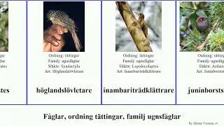 F&aring;glar, ordning t&auml;ttingar, familj ugnsf&aring;glar taggstj&auml;rt tr&auml;dkl&auml;ttrare l&ouml;vletare t&ouml;rnf&aring;gel cinklod