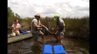 Everglades Adventure Tours guides capture python part 2