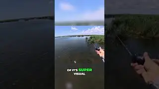 Finding the Perfect Spot for a Catch! #flatsfishing #inshore #fishing #fyp