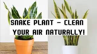 Snake Plant &ndash; The Natural Air Purifier for Office & Home | Plants Every Day
