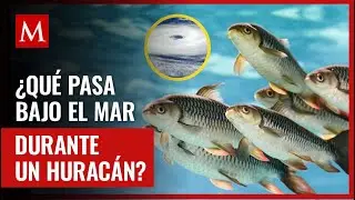 Conoce las devastadoras consecuencias para los animales marinos durante un hurac&aacute;n