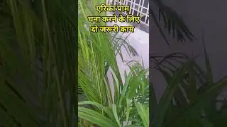 Two Important work to making Areca Palm Bushy and healthy