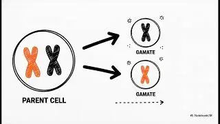 Principles of Inheritance & Variation | Mendel&rsquo;s Laws + Chromosomal Theory Part-24 #alliedhealthsci.