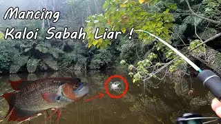 Mancing ikan Gurame termahal di pendalaman Borneo ( Kaloi sabah )