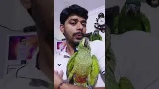 Fully Tamed Red Bellied Macaw & Hahns Macaw #featherkids #redbelliedmacaw #hahnsmacaw #birdslovers