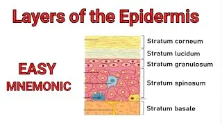 Layers of the Skin | EASY Mnemonic to Help Memorize the 5 Layers of the Epidermis | Skin Anatomy