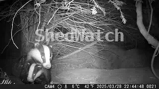 Are there two badger cubs?