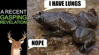 What Exactly is: The Lungless Frog | Truth Behind the Rare Frog from Indonesia