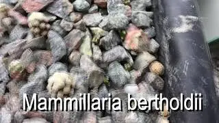 1 year and 2 month sowing update. Lophophora, Mammillaria, Escobaria