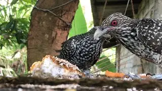 Female Asian Koel (Eudynamys scolopaceus)- aclose up view | The Bunk