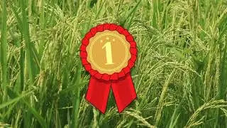 Harvesting Rice in India #India #village #farming #rice 🌾🌾🧀🧀🌾#video #subscribe #viral