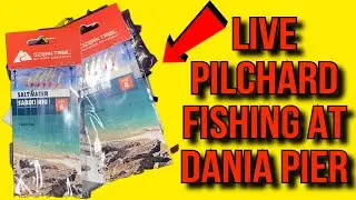 LIVE Pilchards FISHING at Dania Pier