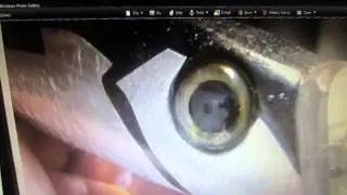 my custom made striped bass big game fish swimmer bait
