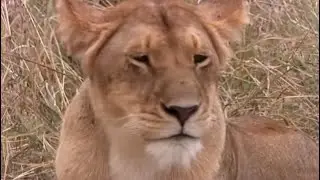 Tamu's Four Lion Cubs | Big Cat Diaries | BBC Earth
