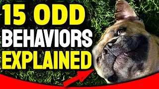 15 Odd Dog Behaviors And What They Actually Mean 😅