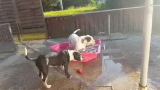 Continental Bulldog Kimba