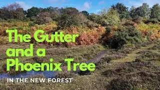 The Gutter and a Phoenix tree