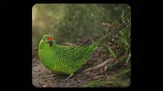 Western Ground Parrot || വെസ്റ്റേൺ  ഗ്രൗണ്ട്  പാരറ്റ് || endemic and endangered species