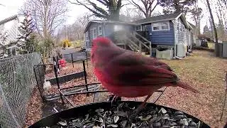 Red Cardinal & Woodpecker 