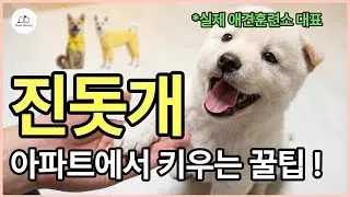 아파트에서 진돗개를 키우기 위해 알아야 하는 필수 훈련과 집안 실내 진돗개의 성향 #강아지훈련 #새끼진돗개