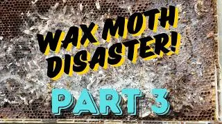 Wax Moth Nightmare! Did I Make a HUGE Mistake?