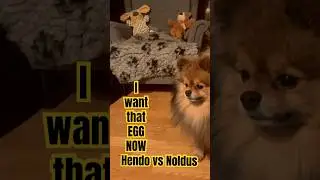 OH NO! Last egg 2 dogs #shorts #cute #fluffy #cute #reels #egg