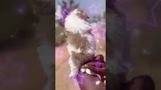 Home Breed Shitzu Puppies in Mumbai 🐾 All Over Maharashtra Delivery 📞99809 11946