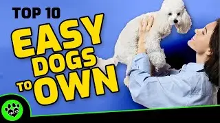 Top 10 Easiest Dog Breeds to Own - Dogs 101