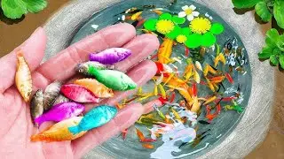 Amazing Catching Catfish, Baby Arowana, Perch, Koi, Guppies, Ornamental Fish, Frogs  Fishing Videos