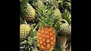 MOST SATISFYING PINEAPPLE CUT#short #asmr #trending #viralvideo #shortvideo #pineapplecut