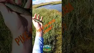 Pike in The Dream Stream? I caught 2 pike in the legendary trout stream with my DIY in line spinner!