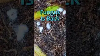This Mycelium Has Stayed Alive For Over 3 Months