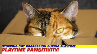 Stopping Cat Aggression During Playtime