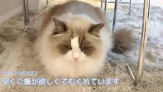 【ラグドール】早くご飯が欲しくてむくれています