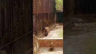 Delhi zoo 2 tigers roaring for food#tiger #delhizoo #tiger #tigerroar #tigerforest #viral #viral