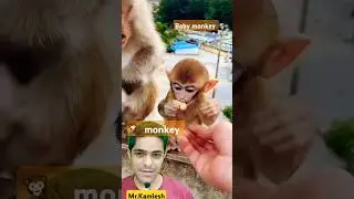 Masoom bandar ka baccha | #monkey #babymonkey #animals #show