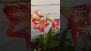 The Amaryllis | Poem By Spenta