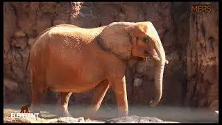 Elephant conservation in Tanzania - TECHNOLOGY SOLUTIONS