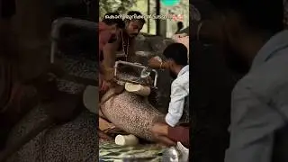Elephant Tusk Trimming Process &ndash; Gentle Procedure for Overgrown Tusks