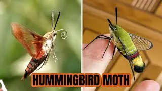This Is the Hummingbird Moth &ndash; Nature&rsquo;s Flying Illusion